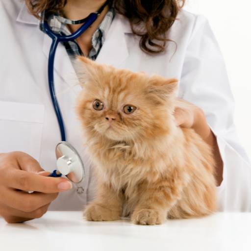 Cardiologia Veterinária  por Vet 4 Pet Veterinária Avançada