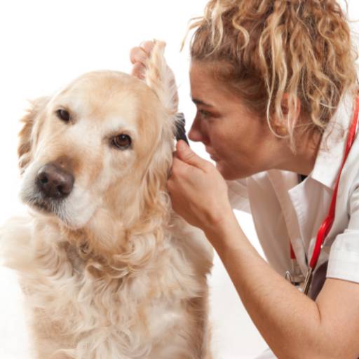 Dermatologia Veterinária  por Vet 4 Pet Veterinária Avançada