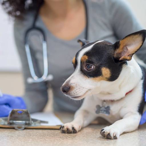 Endocronologia Veterinária  por Vet 4 Pet Veterinária Avançada