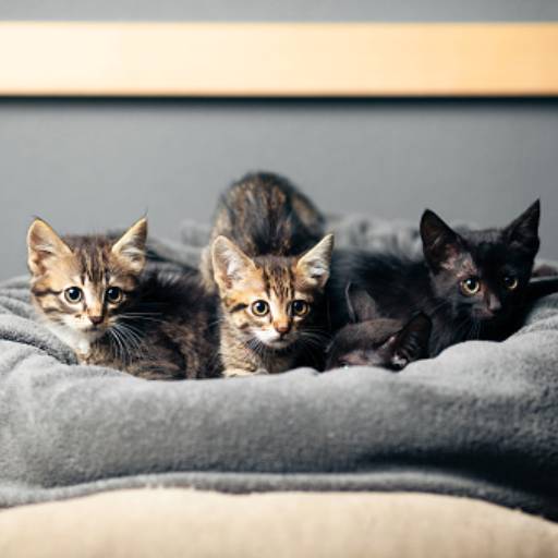 Reprodução Animal  por Vet 4 Pet Veterinária Avançada