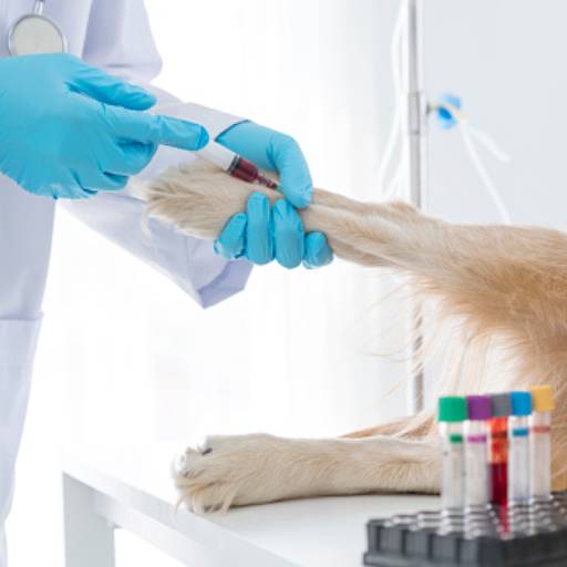 Exame Veterinário  por Vet 4 Pet Veterinária Avançada