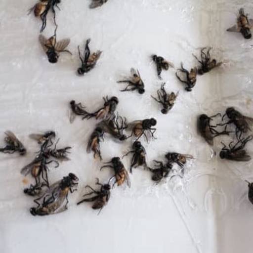 Dedetização de casas por Deslim desentupidora