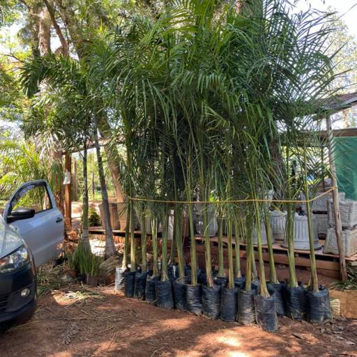 Manutenção de jardins