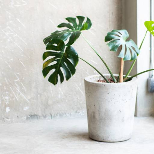 Vasos de cimento personalizados