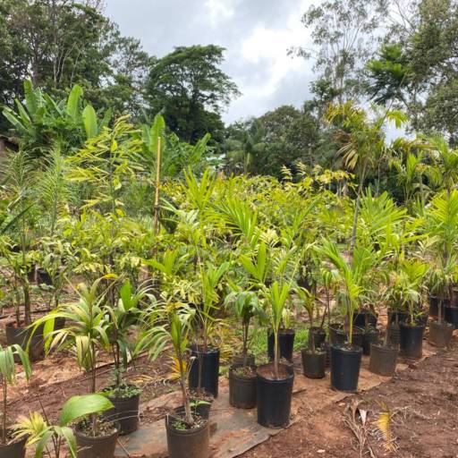 Paisagismo residencial