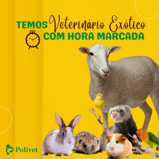 Comprar o produto de Veterinário de Animais Exóticos em Clínicas Veterinárias pela empresa Polivet  em Botucatu, SP por Solutudo