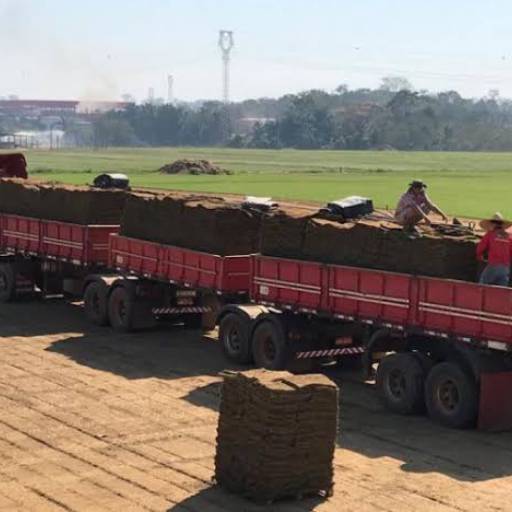 Gramas por Florestinha Do Eudes