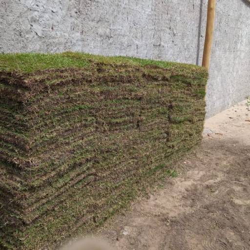 Gramas por Florestinha Do Eudes