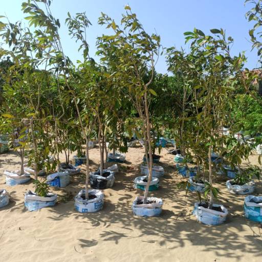 Frutíferas e árvores por Florestinha Do Eudes