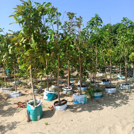 Frutíferas e árvores por Florestinha Do Eudes