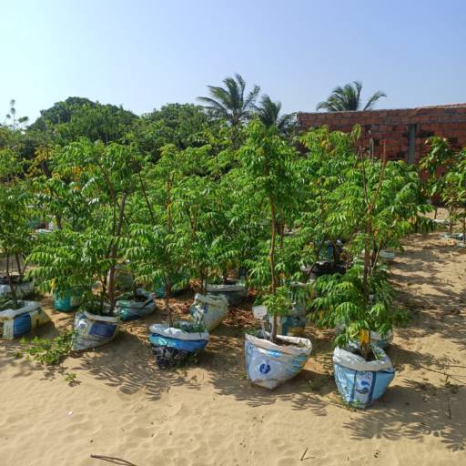 Frutíferas e árvores por Florestinha Do Eudes