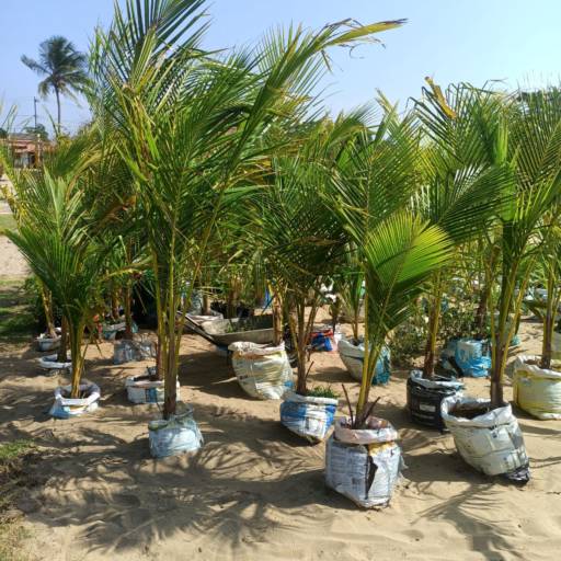 Frutíferas e árvores por Florestinha Do Eudes