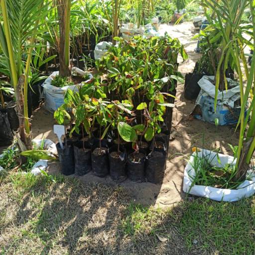 Frutíferas e árvores por Florestinha Do Eudes