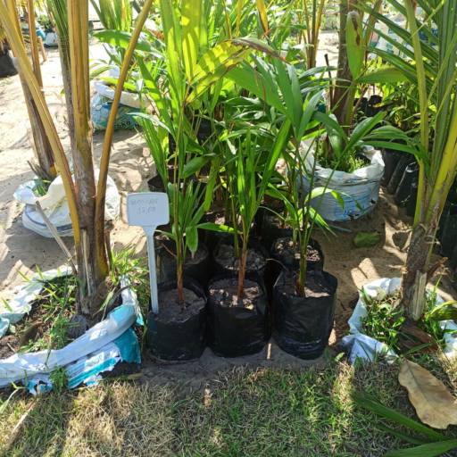 Frutíferas e árvores por Florestinha Do Eudes