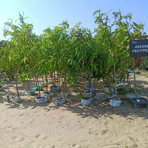 Frutíferas e árvores por Florestinha Do Eudes