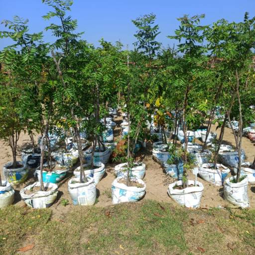 Frutíferas e árvores por Florestinha Do Eudes