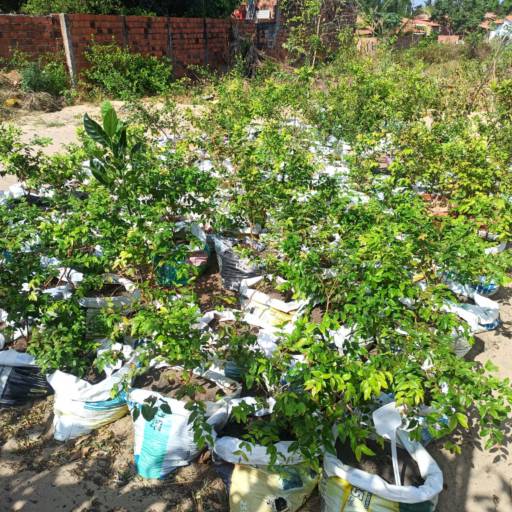 Frutíferas e árvores por Florestinha Do Eudes