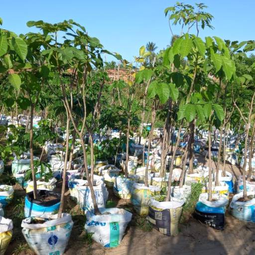 Frutíferas e árvores por Florestinha Do Eudes