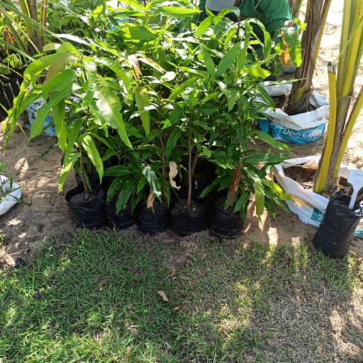 Frutíferas e árvores por Florestinha Do Eudes