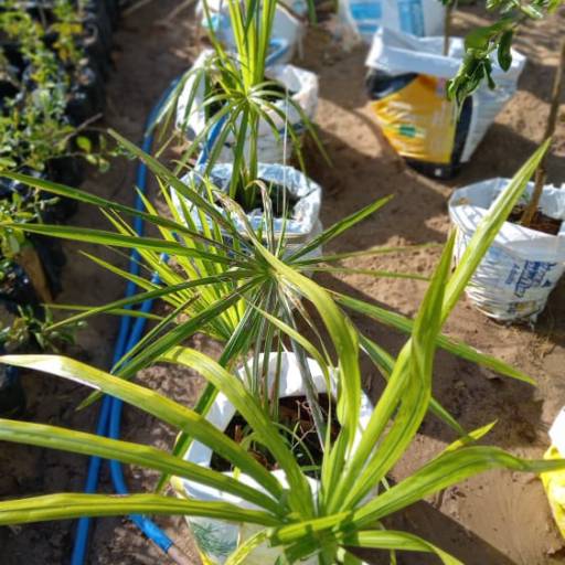 Frutíferas e árvores por Florestinha Do Eudes