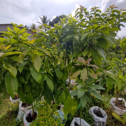 Frutíferas e árvores por Florestinha Do Eudes