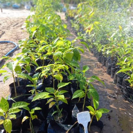 Frutíferas e árvores por Florestinha Do Eudes