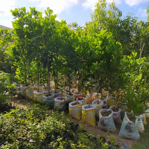 Frutíferas e árvores por Florestinha Do Eudes