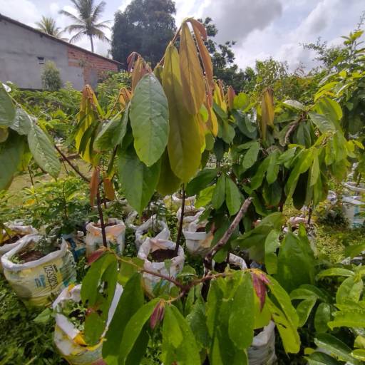 Frutíferas e árvores por Florestinha Do Eudes