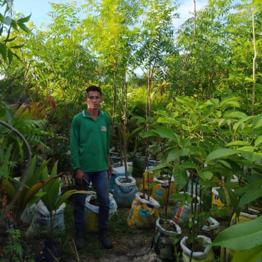 Frutíferas e árvores por Florestinha Do Eudes