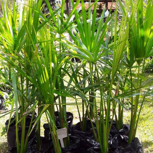 Frutíferas e árvores por Florestinha Do Eudes