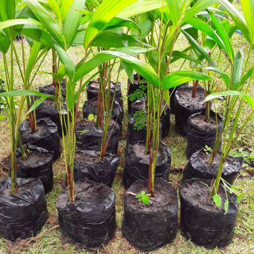 Frutíferas e árvores por Florestinha Do Eudes