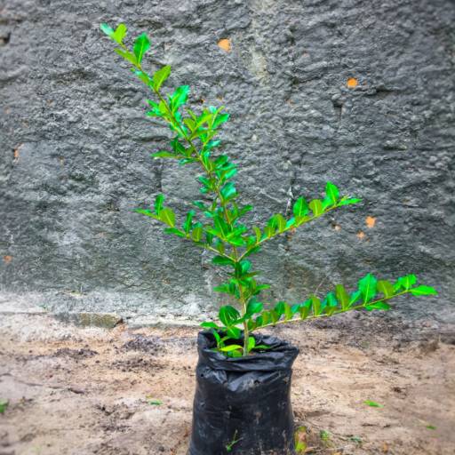 Frutíferas e árvores por Florestinha Do Eudes