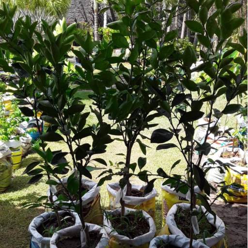 Frutíferas e árvores por Florestinha Do Eudes