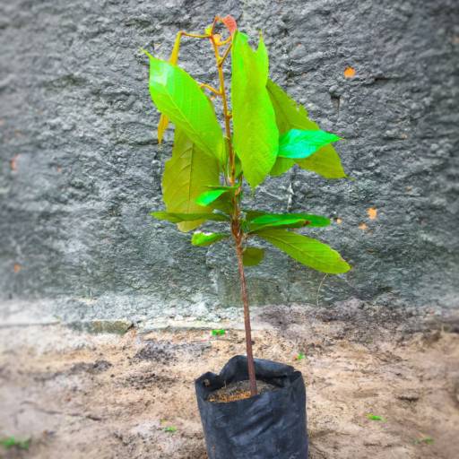 Frutíferas e árvores por Florestinha Do Eudes