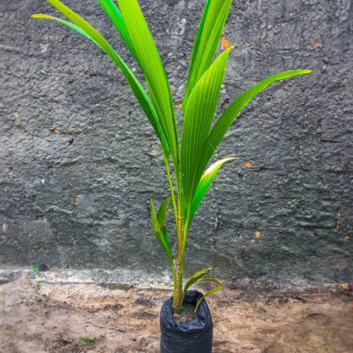 Frutíferas e árvores por Florestinha Do Eudes