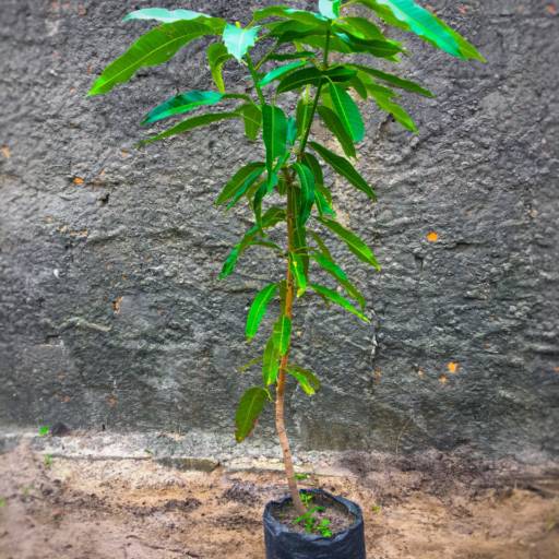 Frutíferas e árvores por Florestinha Do Eudes