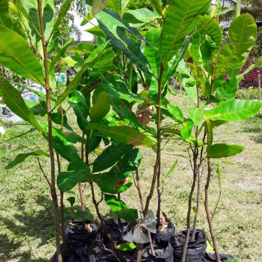 Frutíferas e árvores por Florestinha Do Eudes