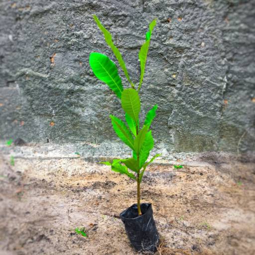 Frutíferas e árvores por Florestinha Do Eudes