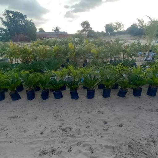 Palmeiras por Florestinha Do Eudes