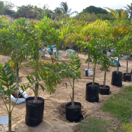 Palmeiras por Florestinha Do Eudes