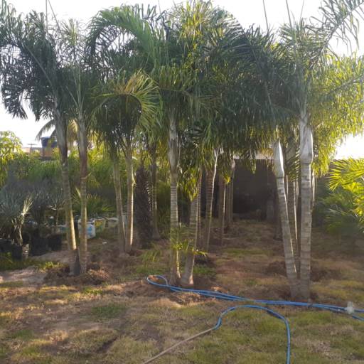 Palmeiras por Florestinha Do Eudes