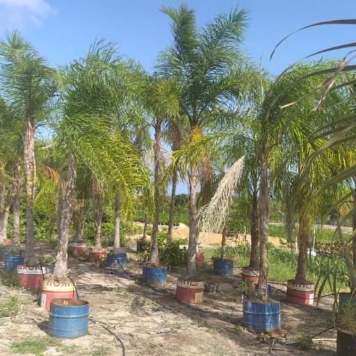 Palmeiras por Florestinha Do Eudes