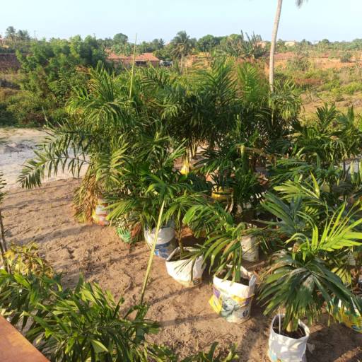 Palmeiras por Florestinha Do Eudes