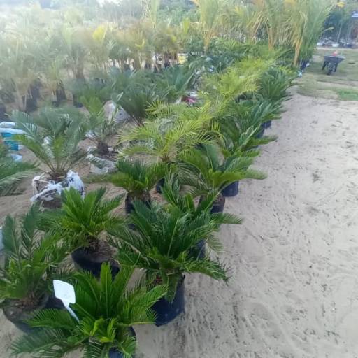 Palmeiras por Florestinha Do Eudes