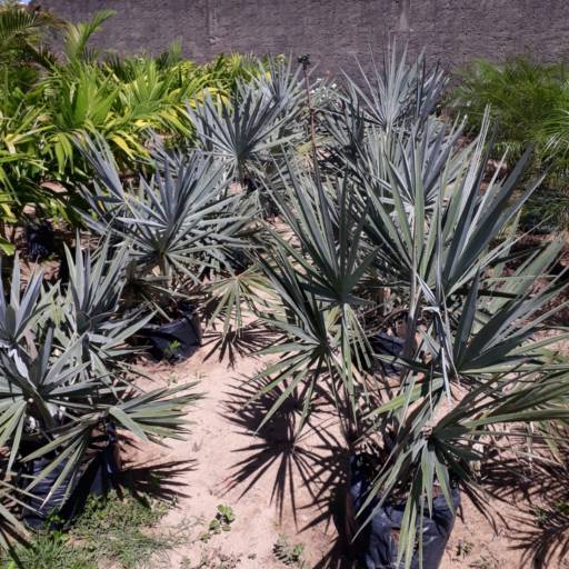 Palmeiras por Florestinha Do Eudes