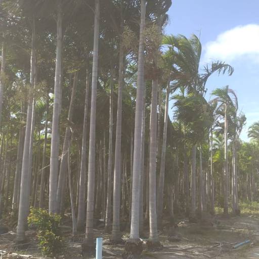 Palmeiras por Florestinha Do Eudes