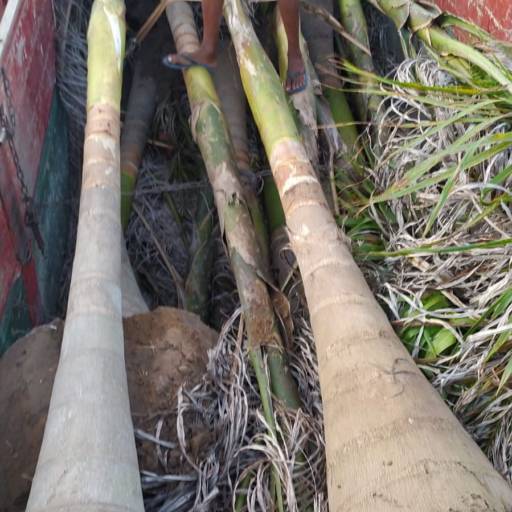 Palmeiras por Florestinha Do Eudes