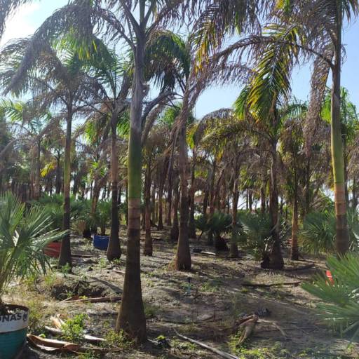 Palmeiras por Florestinha Do Eudes