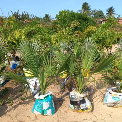 Palmeiras por Florestinha Do Eudes