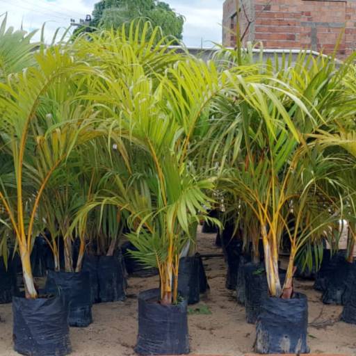 Palmeiras por Florestinha Do Eudes